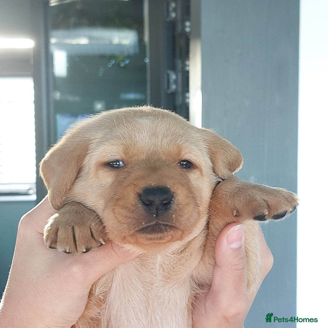 Labrador Retriever dogs for sale: Coco’s Labrador Puppies Seeking Loving Homes - Advert 31