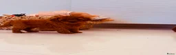 Cavapoo dogs for sale: F1b Deep Red curly coat toy Cavapoo pups 🐾 - Advert 12