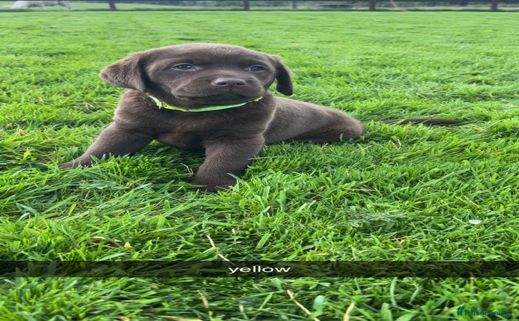 Labrador Retriever dogs - Advert 2