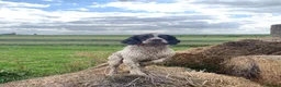 English Springer Spaniel dogs for sale: Pike, Springer Spaniel - Advert 9