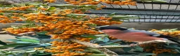 Finches birds for sale: Pair Siberian Bullfinches  in Woodstock - Advert 2