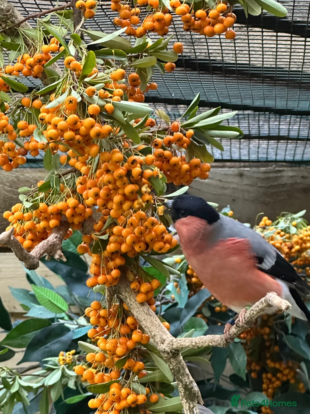 Finches birds for sale: Pair Siberian Bullfinches  in Woodstock - Advert 2