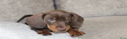 Miniature Dachshund dogs for sale: Miniature Dachshund puppies  - Advert 13