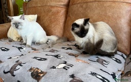 Ragdoll cats for sale: SILKY ADORABLE RAGDOLL KITTEN CHAMPIONLINE - Image 26