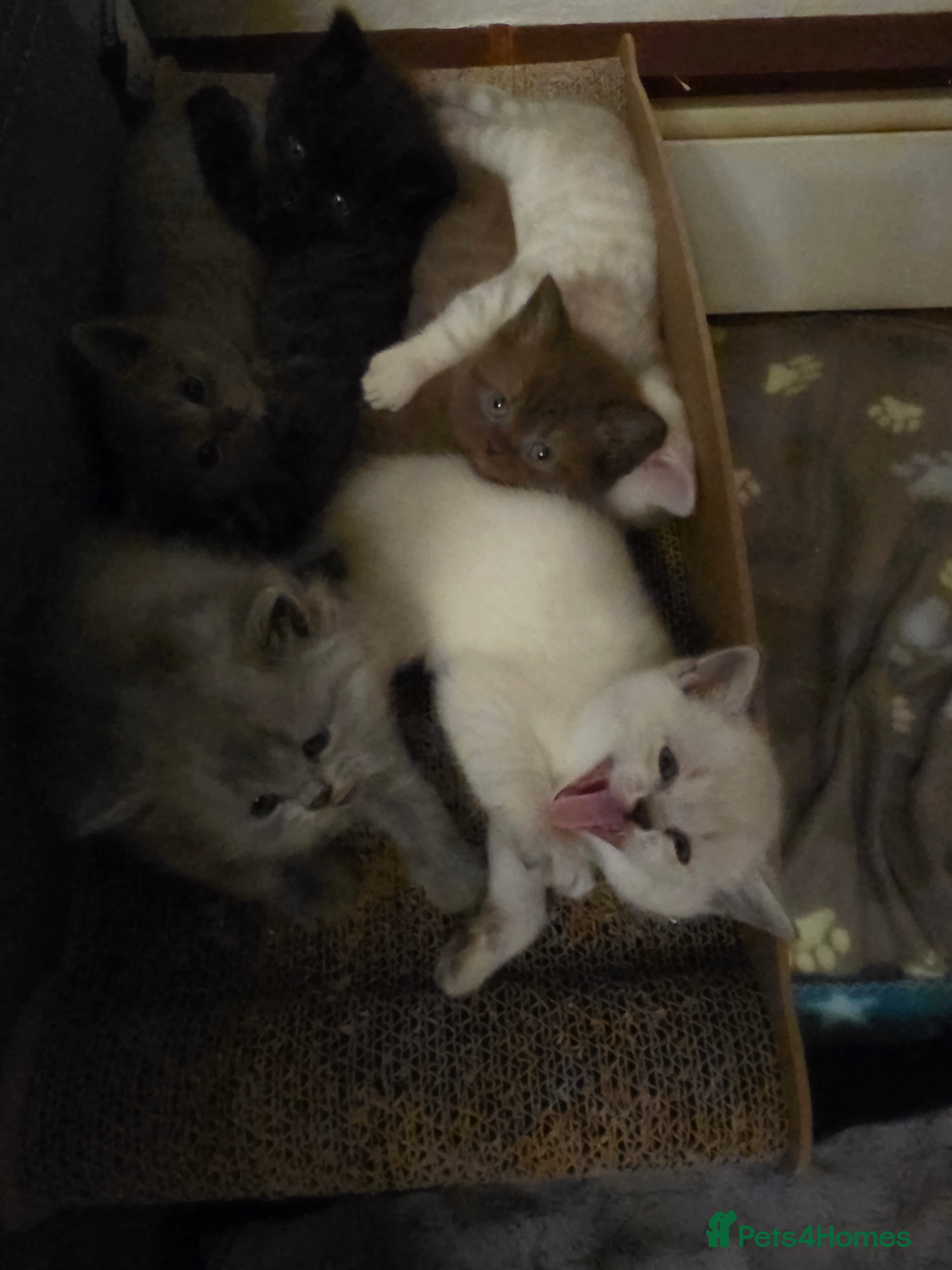 British Shorthair cats 🔥 Stunning British Shorthair Kittens to Reserve - Advert 1