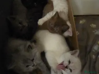 British Shorthair cats 🔥 Stunning British Shorthair Kittens to Reserve - Advert 1