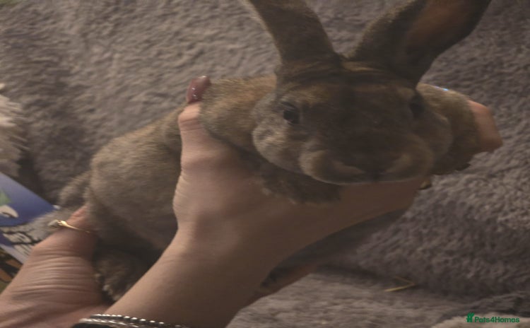 Rex rabbits - Advert 5