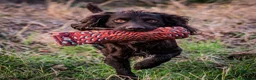 Cocker Spaniel dogs for stud: KC reg Working Cocker Spaniel for Stud - Advert 8