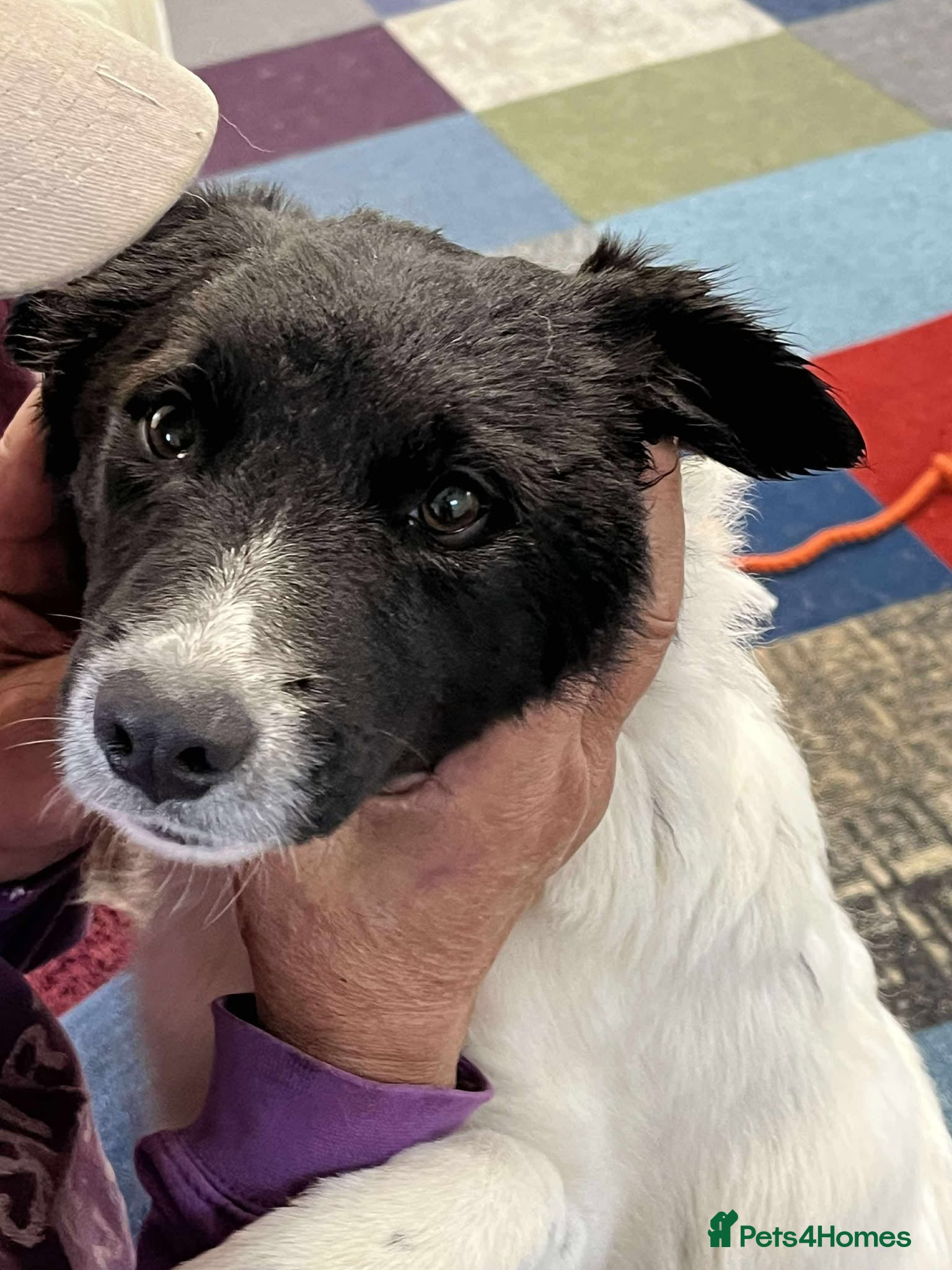 Mixed Breed dogs MARNIE - Advert 11