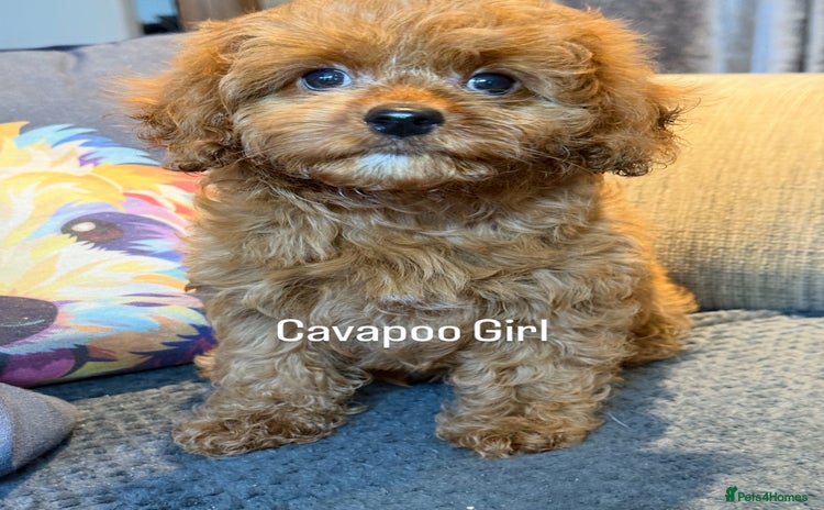 Cavapoo dogs - Advert 5