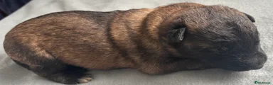 Belgian Shepherd Dog 2 green