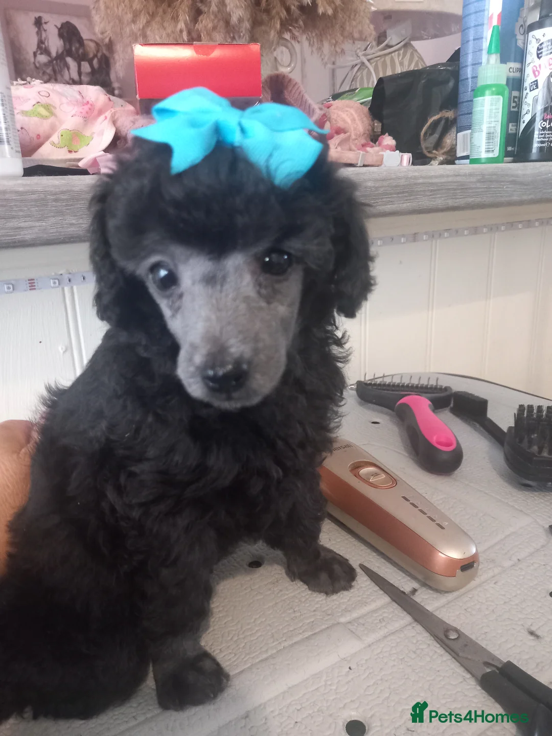 Toy Poodle dogs for sale: BEAUTIFULL TINY KC FULL PEDIGREE TOY POODLES* - Advert 22