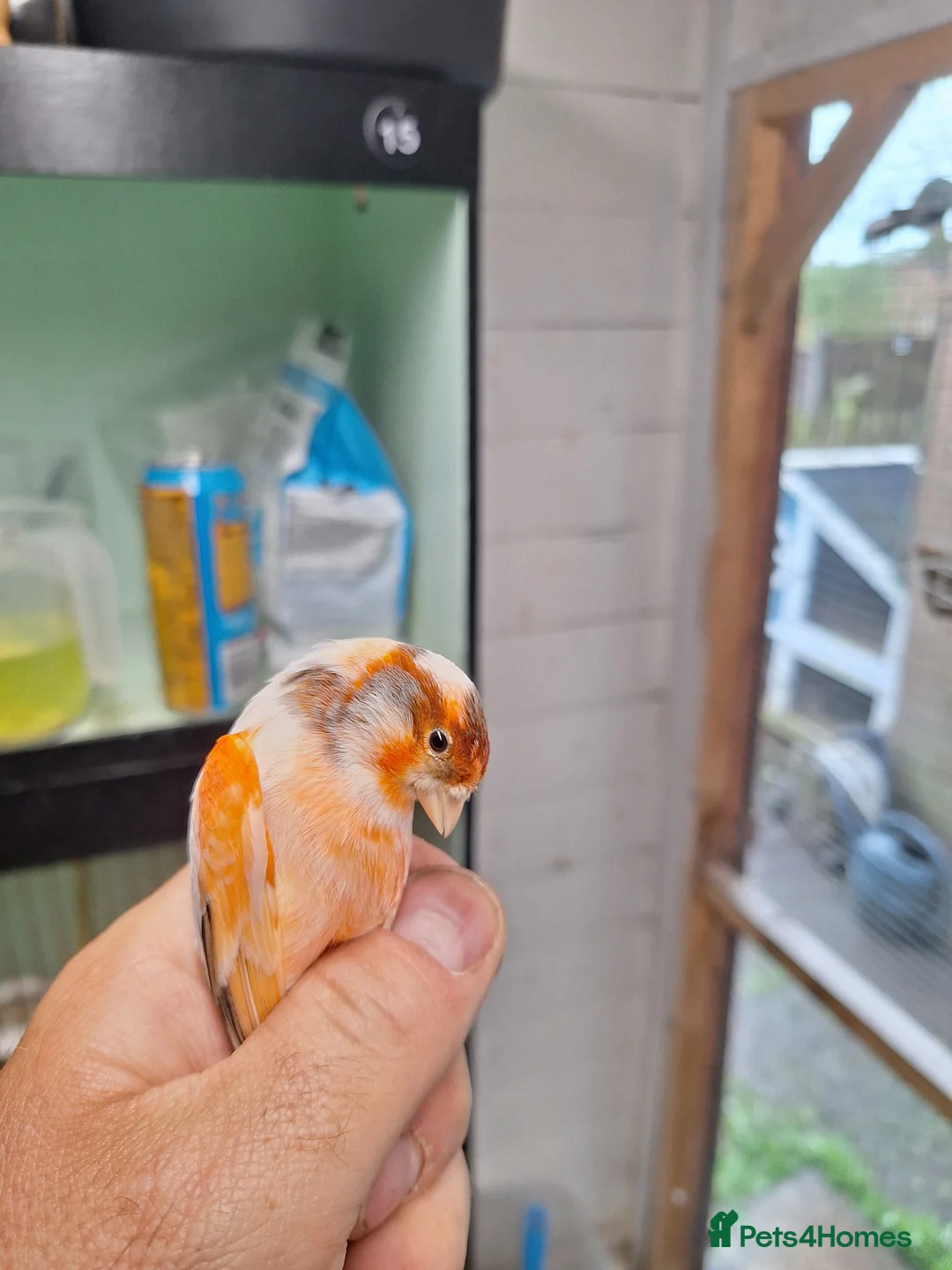 Canaries birds for sale: Harley quin - Advert 1