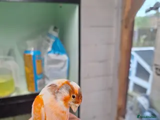 Canaries birds Harley quin - Advert 14