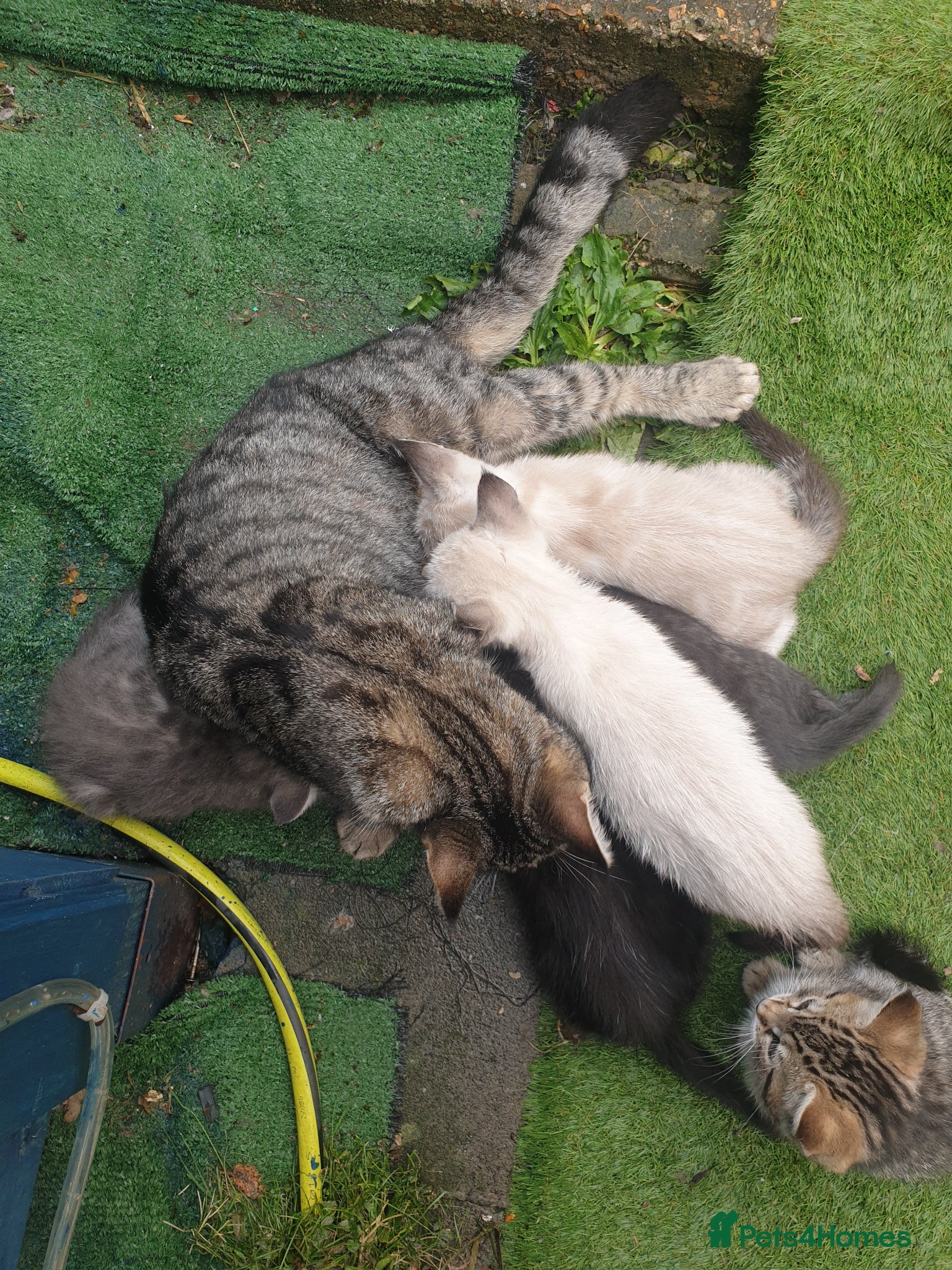 Mixed Breed cats for sale: Kittens for sale - Advert 6