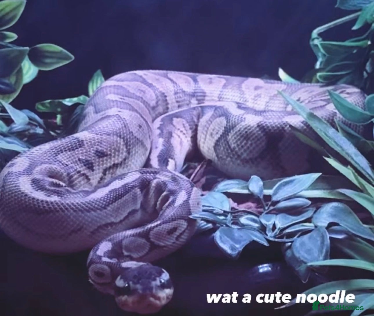 Python Snake reptiles Male ball python for sale - Advert 1