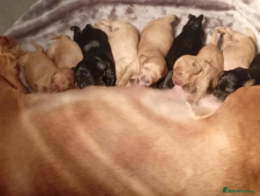 Cavapoochon dogs for sale: Cavapoochon puppies  - Image 18