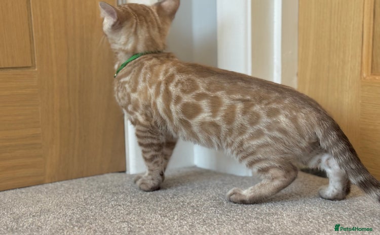 Bengal cats - Advert 13