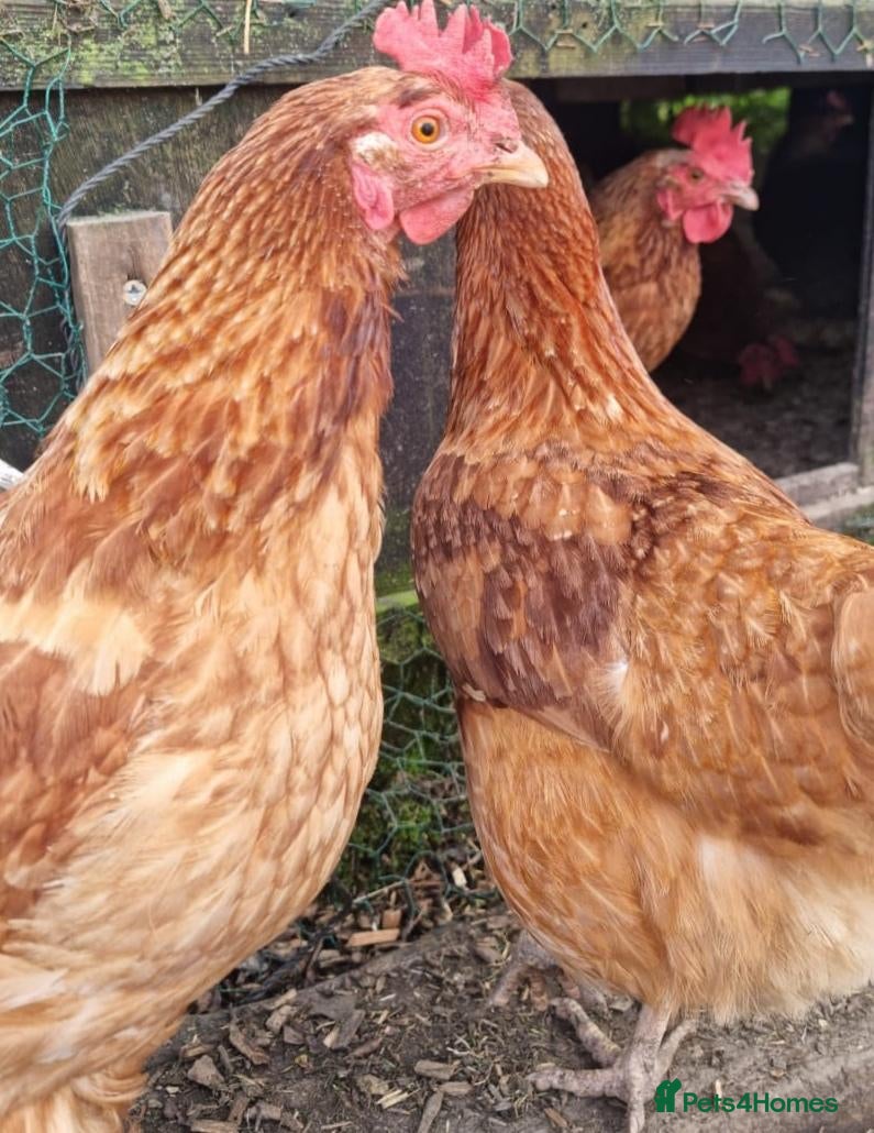 Chickens poultry Laying Hens. Chickens. Only £5 each Chicken d Hen - Advert 1