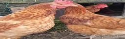 Chickens poultry for sale: Laying Hens. Chickens. Only £5 each Chicken d Hen - Advert 1