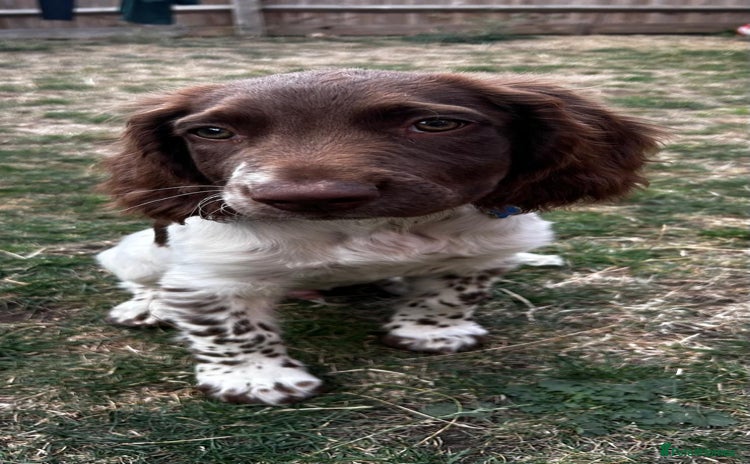 English Springer Spaniel dogs - Advert 3