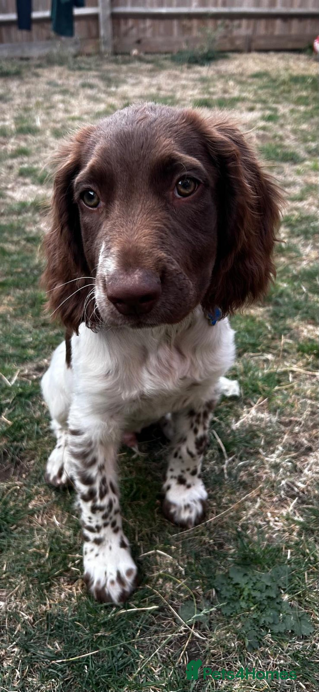 English Springer Spaniel dogs for sale: English Springer Spaniel Puppy - Image 1