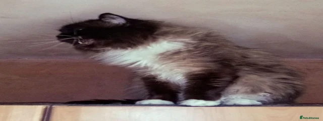 Tonka