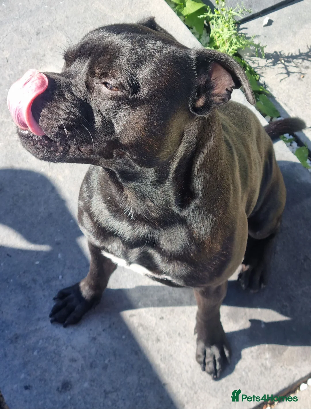 Staffordshire Bull Terrier dogs for sale: Male KC registered Staffordshire Bull Terrier - Advert 2