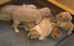 Goldendoodle dogs for sale: Beautiful F1B Goldendoodle Puppies – Ready Soon - Image 3