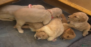 Goldendoodle dogs - Advert 6