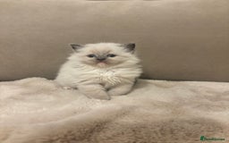 Ragdoll cats for sale: GCCF champion bloodline seal point Ragdollls - Image 11