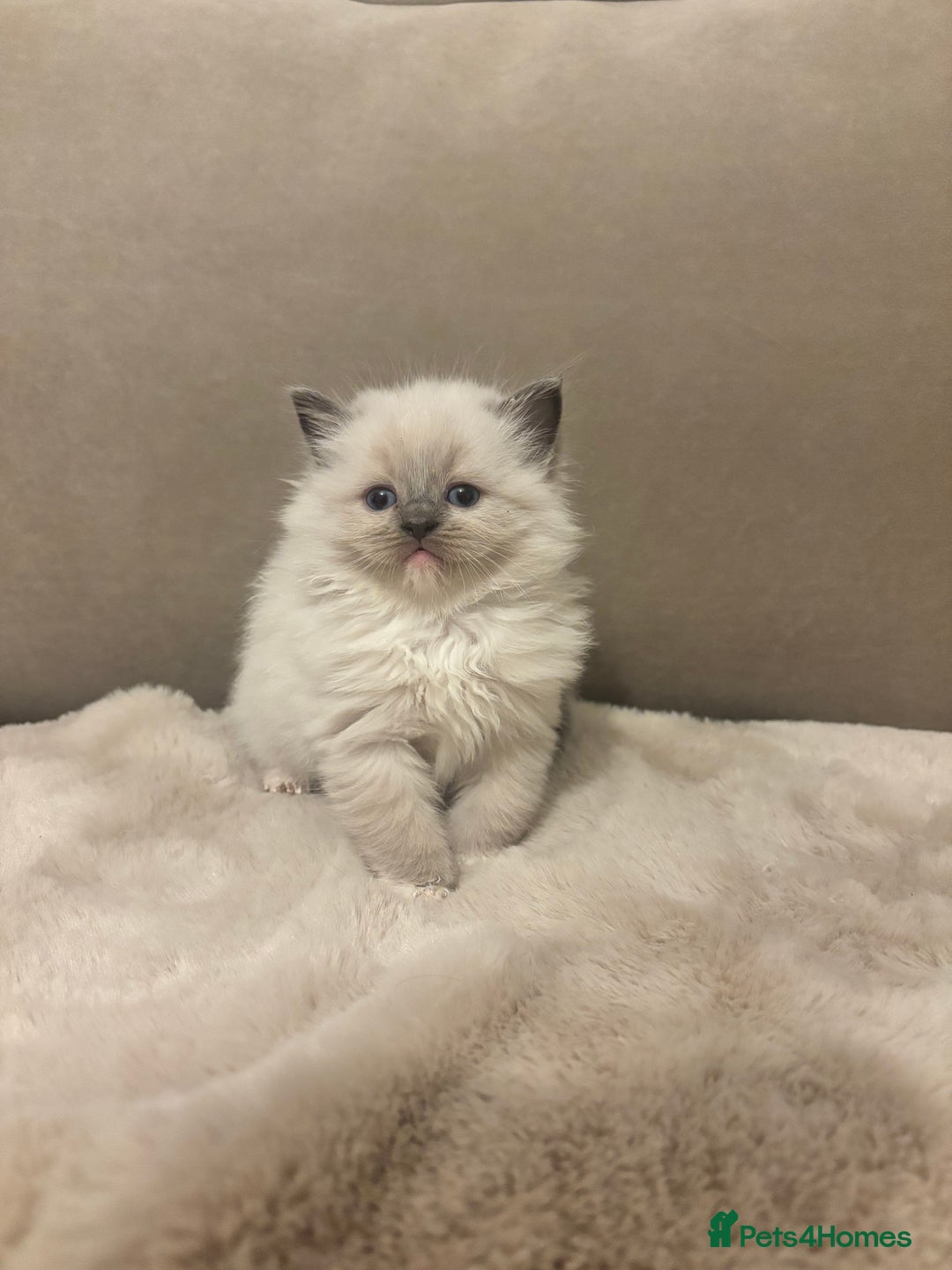 Ragdoll cats for sale: GCCF champion bloodline seal point Ragdollls - Image 11