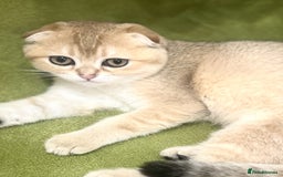 Scottish Fold cats for sale: Beautiful Gold chinchilla girl - Image 2