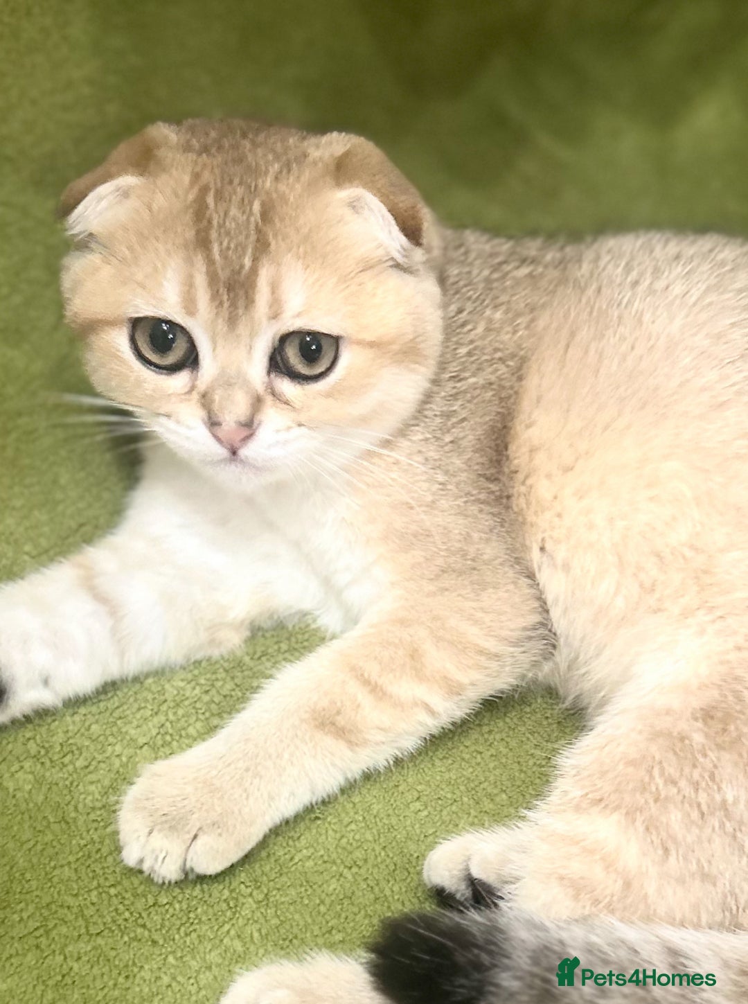 Scottish Fold cats for sale: Beautiful Gold chinchilla girl - Image 2