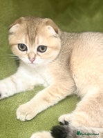 Scottish Fold cats - Advert 6