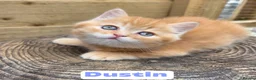 British Longhair cats for sale: 💖 Champion Line, British SH/LH Cuties 💖 - Advert 9