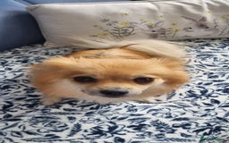 Pomeranian dogs for sale: 3 male Pomeranian puppies, 1 cream, 2 cream sable. - Image 15