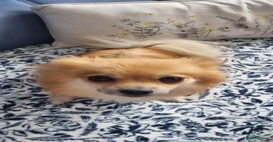 Pomeranian dogs - Advert 11
