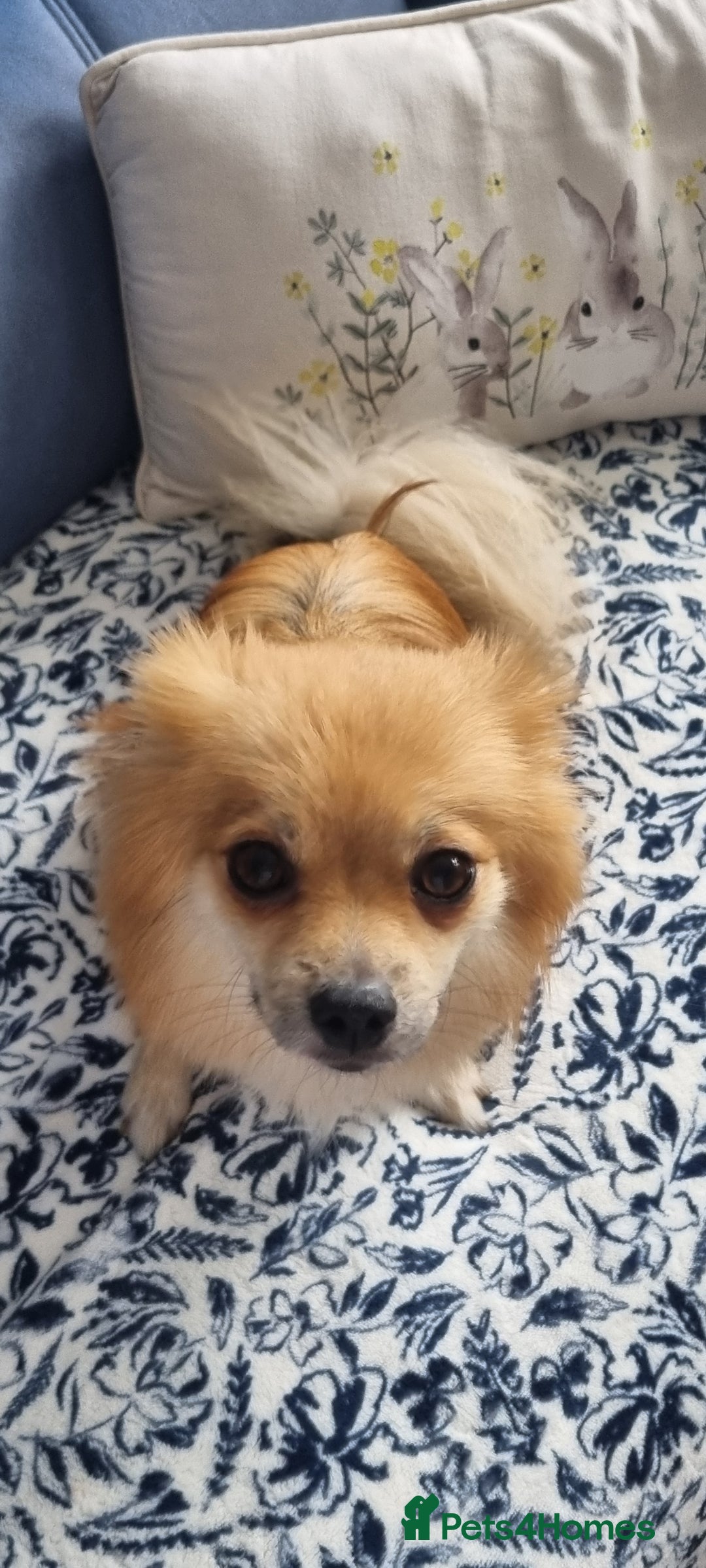 Pomeranian dogs for sale: 3 male Pomeranian puppies, 1 cream, 2 cream sable. - Image 15
