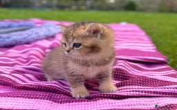 British Shorthair cats for sale: ✨🐾 Soft & Adorable Golden White Blue Kittens 🐾✨ - Image 8