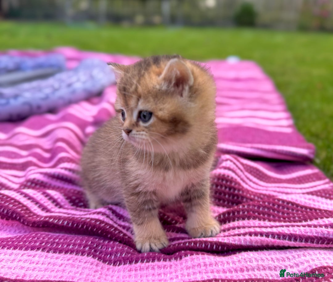 British Shorthair cats for sale: ✨🐾 Soft & Adorable Golden White Blue Kittens 🐾✨ - Image 8