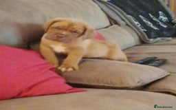 Dogue De Bordeaux dogs for sale: Gorgeous DOUGUE Babies - Image 16
