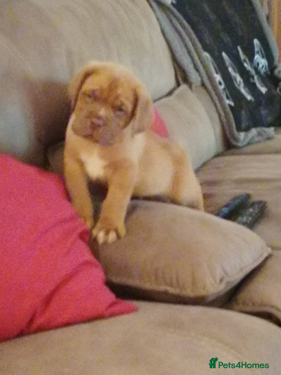 Dogue De Bordeaux dogs for sale: Gorgeous DOUGUE Babies - Image 16