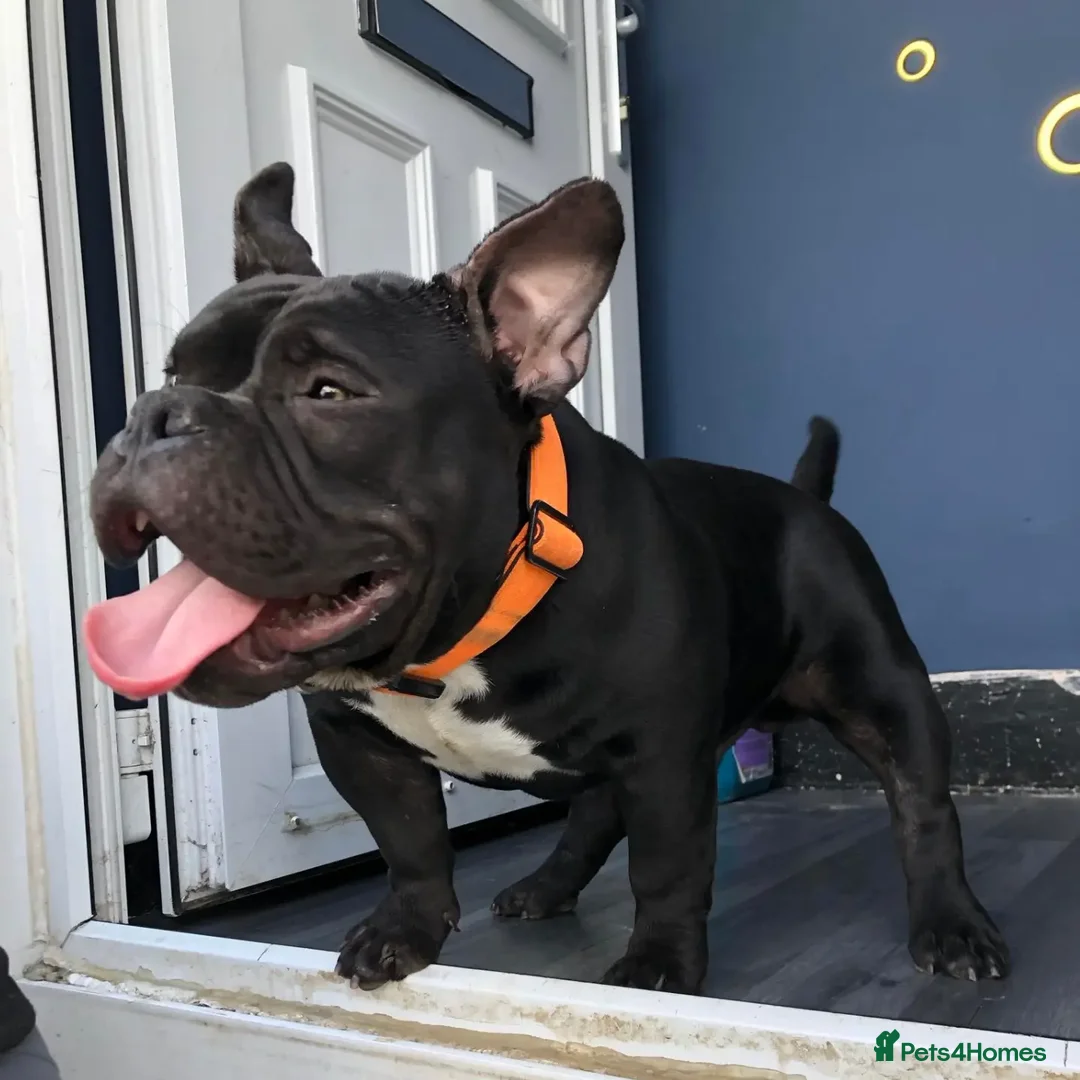 American Bully dogs for stud: Fury AKA Batman Stud Available in Glasgow - Advert 3