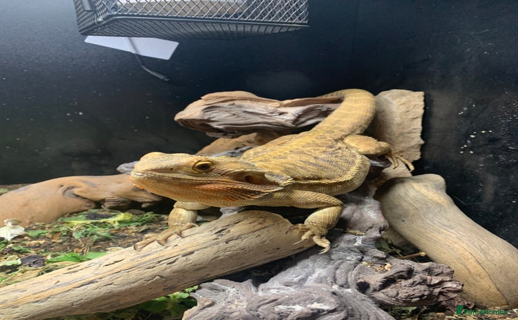 Bearded Dragon reptiles - Advert 2