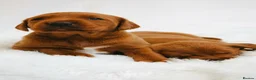 Labrador Retriever dogs for sale: Outstanding fully health tested fox reds  - Advert 12