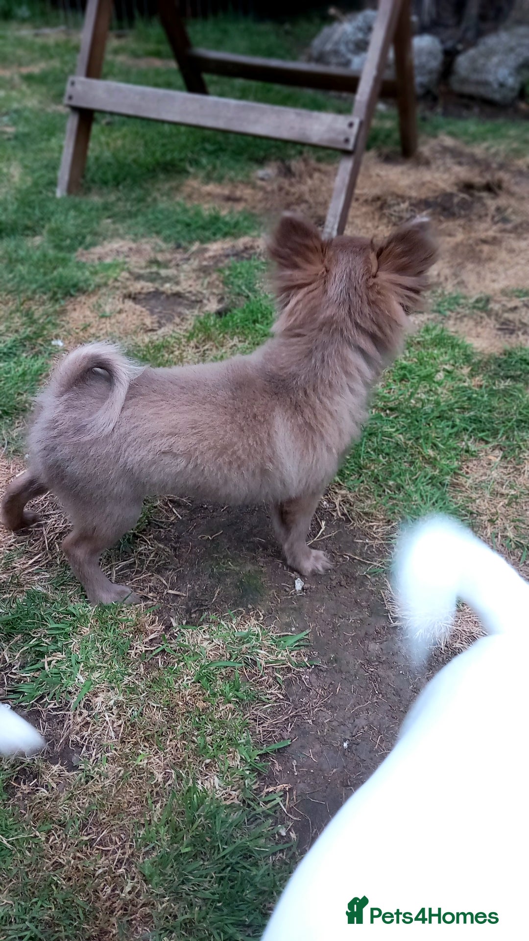 Chihuahua dogs for sale: Sold Dna tested parents Lilac fawn girl   - Image 3