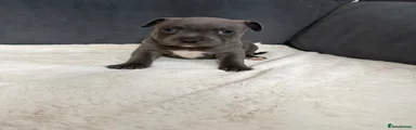 Staffordshire Bull Terrier Puppy 4