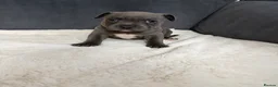 Staffordshire Bull Terrier dogs for sale: Blue Staffordshire bull terriers  - Advert 11