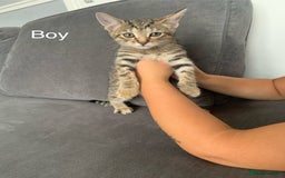 Bengal cats for sale: Kittens for sale - Image 2